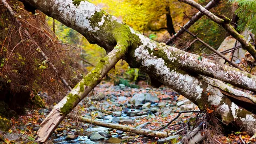 Vents violents : 14 interventions dans la nuit pour les pompiers...